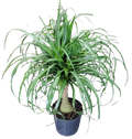 Ponytail Palm